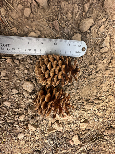 Western Ponderosa Pine