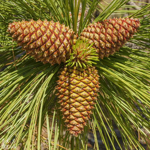 Jeffrey pine