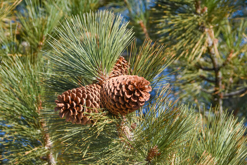 Jeffrey pine