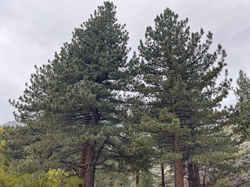 Jeffrey pine