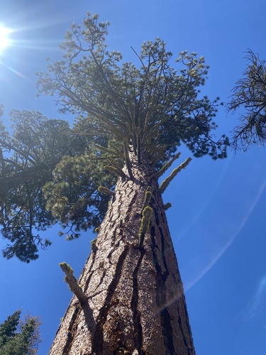Jeffrey pine