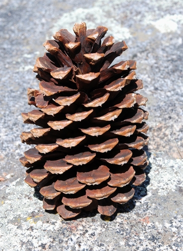 Jeffrey pine