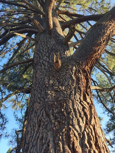 Jeffrey pine