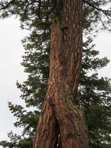 Jeffrey pine