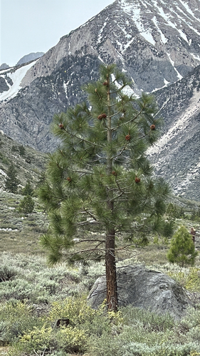 Jeffrey pine