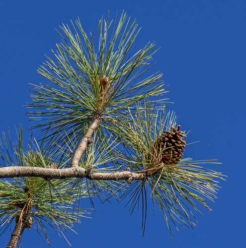 Jeffrey pine