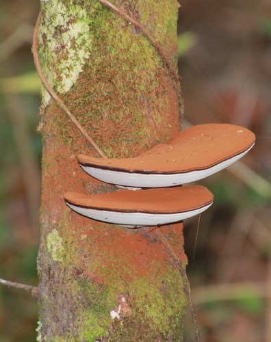 Artist's Brackets, Reishi, and Allies