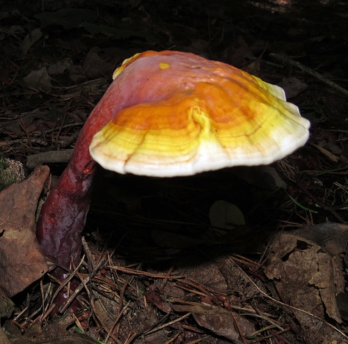 Artist's Brackets, Reishi, and Allies