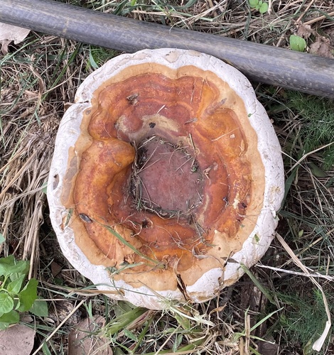 Artist's Brackets, Reishi, and Allies