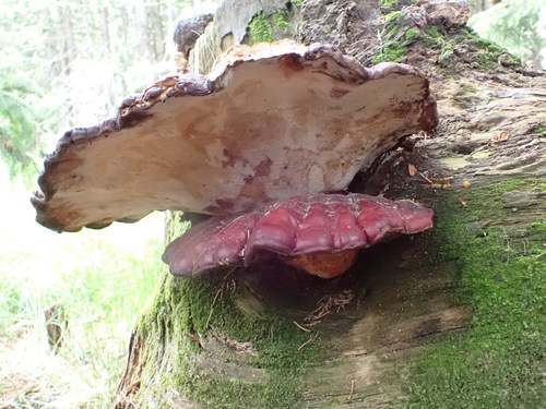 Artist's Brackets, Reishi, and Allies