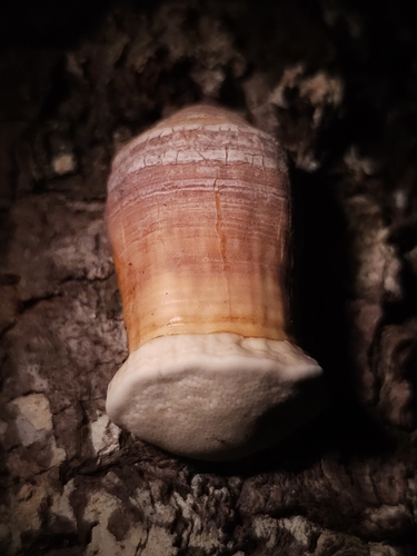 Artist's Brackets, Reishi, and Allies