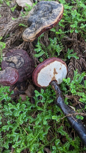 Artist's Brackets, Reishi, and Allies