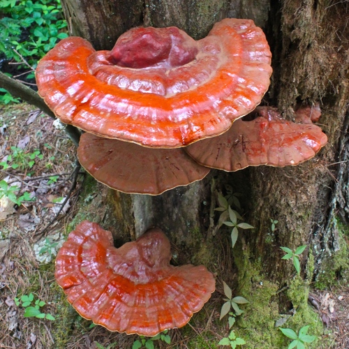 Artist's Brackets, Reishi, and Allies