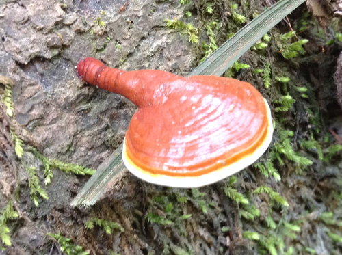 Artist's Brackets, Reishi, and Allies