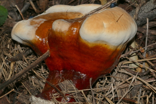 Artist's Brackets, Reishi, and Allies