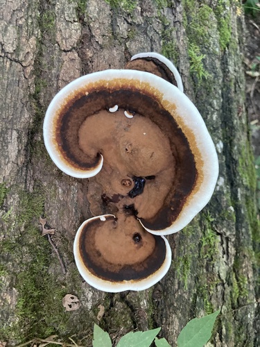 Artist's Brackets, Reishi, and Allies
