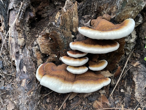 Artist's Brackets, Reishi, and Allies