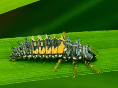 Asian Lady Beetle