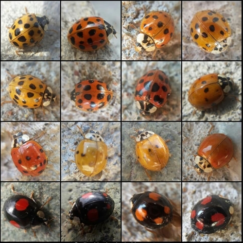 Asian Lady Beetle
