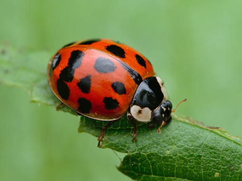 Asian Lady Beetle