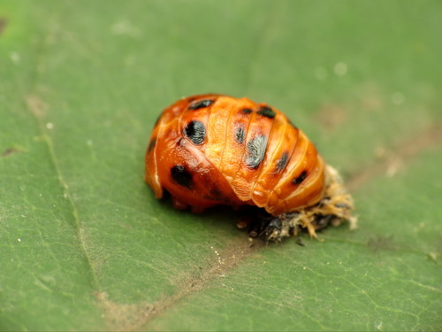 Asian Lady Beetle