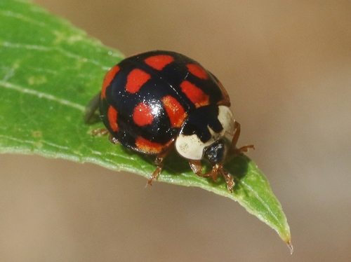 Asian Lady Beetle