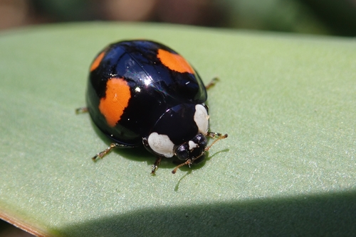 Asian Lady Beetle