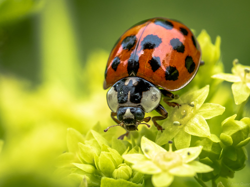 Asian Lady Beetle