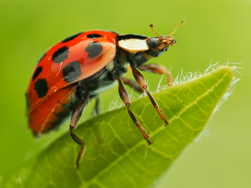Asian Lady Beetle