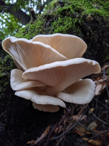Oyster Mushroom
