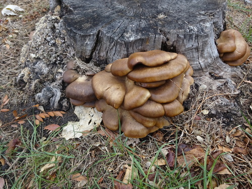 Oyster Mushroom