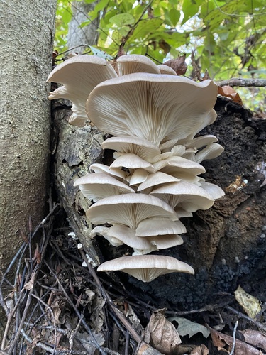 Oyster Mushroom