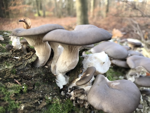 Oyster Mushroom