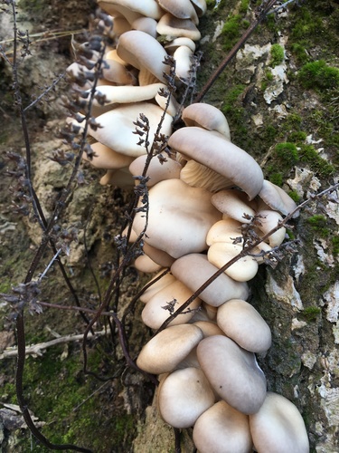 Oyster Mushroom