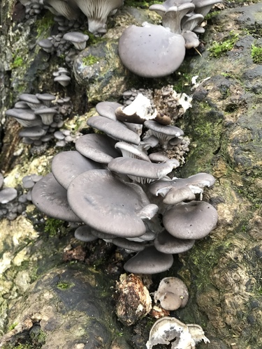 Oyster Mushroom