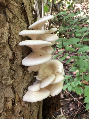 Oyster Mushroom