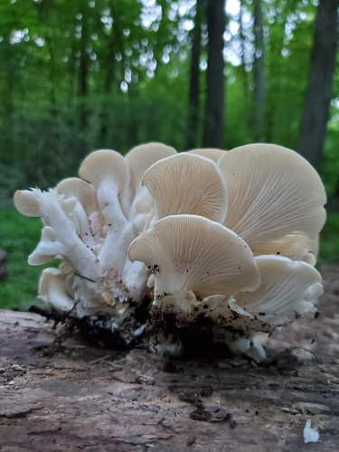Oyster Mushroom