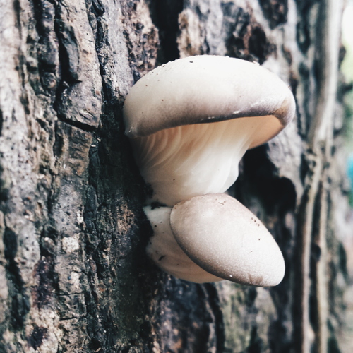 Oyster Mushroom