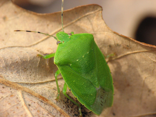 Green Stink Bug