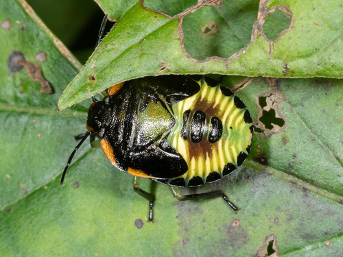Green Stink Bug