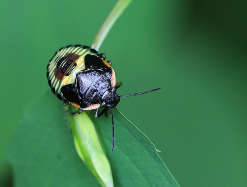 Green Stink Bug