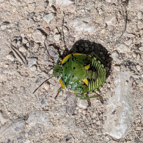 Green Stink Bug