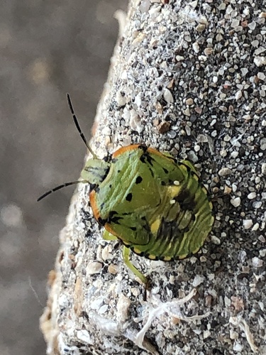 Green Stink Bug