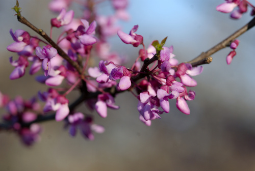 eastern redbud
