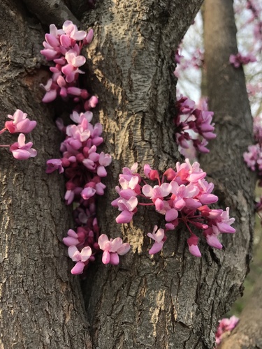eastern redbud