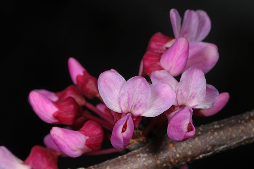 eastern redbud