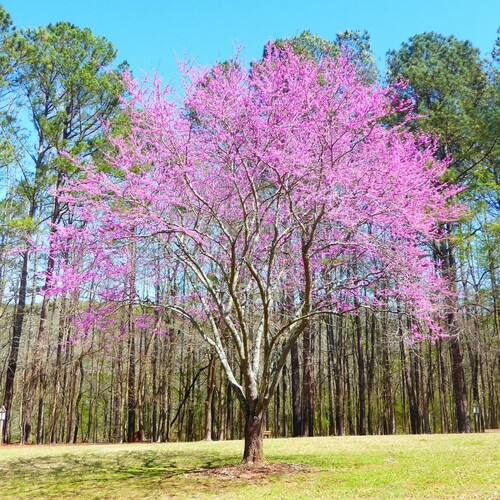 eastern redbud
