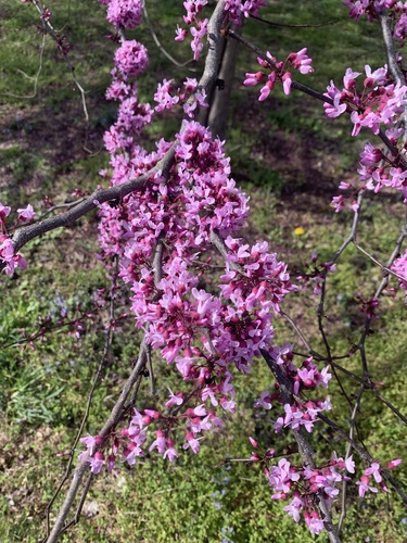 eastern redbud