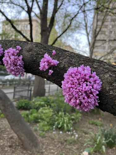 eastern redbud