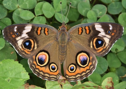 Common Buckeye